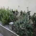 Evelyn's Cozy * Rhodes City