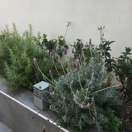 Evelyn's Cozy * עיר רודוס