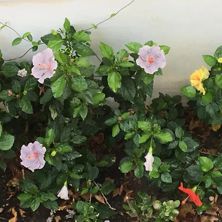 Evelyn's Cozy Lägenhet *