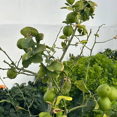 Apartamento Evelyn's Cozy *