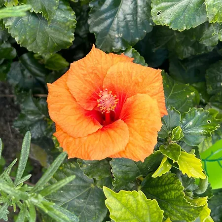 Evelyn's Cozy Apartamento Rhodes City