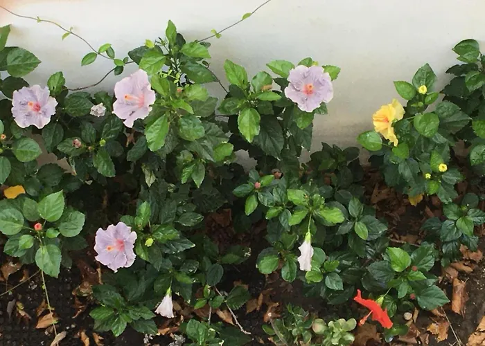 Evelyn's Cozy Apartment *